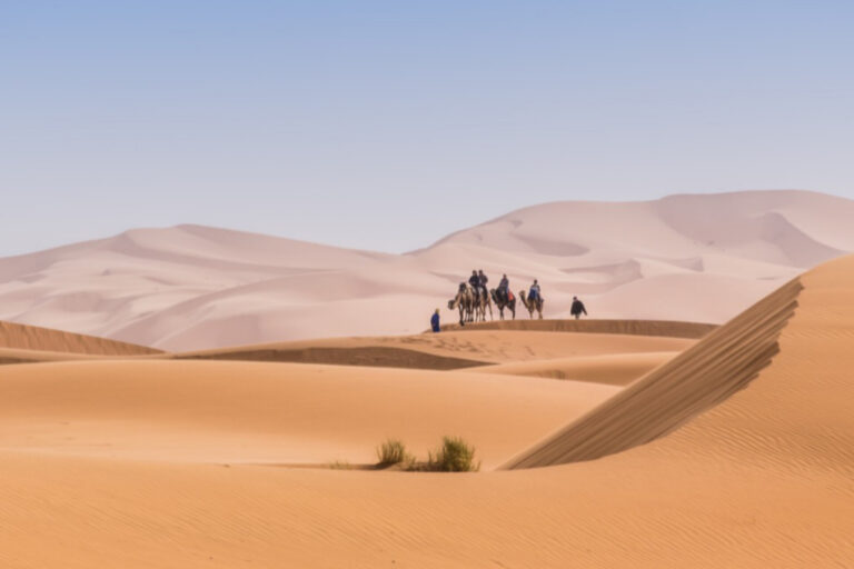 camels ride over the dunes of erg chegaga